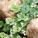 Glechoma hederacea 'Variegata'